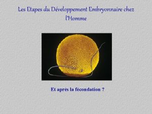 Les Etapes du Dveloppement Embryonnaire chez lHomme Et