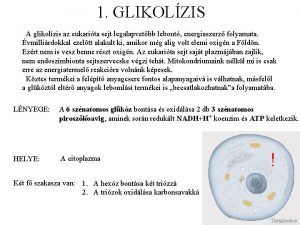 1 GLIKOLZIS A glikolzis az eukarita sejt legalapvetbb