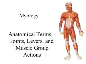 Myology Anatomical Terms Joints Levers and Muscle Group