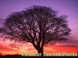 Vascular Seeded Plants What is a Seed Plant