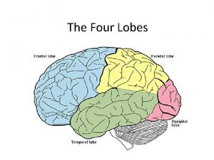 The Four Lobes Occipital Lobe Structure The two