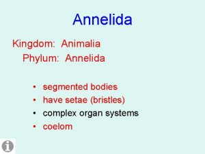 Annelida Kingdom Animalia Phylum Annelida segmented bodies have