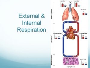 External Internal Respiration Both carbon dioxide and oxygen