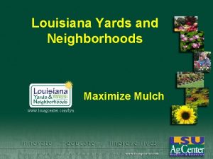 Louisiana Yards and Neighborhoods Maximize Mulch www lsuagcenter