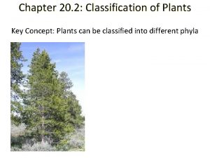 Chapter 20 2 Classification of Plants Key Concept