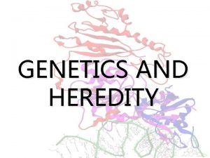 GENETICS AND HEREDITY PATTERNS OF INHERITANCE Codominance Incomplete