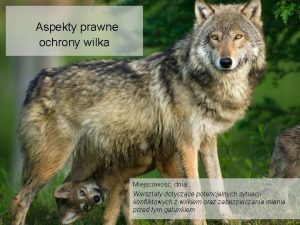 Aspekty prawne ochrony wilka Miejscowo dnia Warsztaty dotyczce