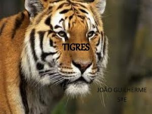 TIGRES JOO GUILHERME 5E Tigre Adulto Tigre Panthera