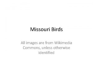 Missouri Birds All images are from Wikimedia Commons