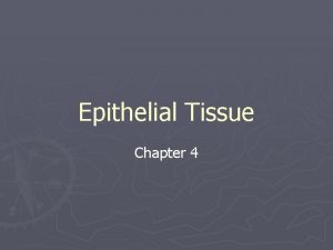 Epithelial Tissue Chapter 4 Histology is the branch