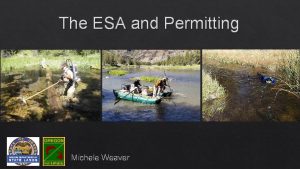 The ESA and Permitting Michele Weaver The ODFW