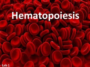 Hematopoiesis Lab 1 What is Hematopoiesis Hematopoiesis is