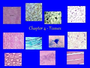 Chapter 4 Tissues Tissues Definition A group of