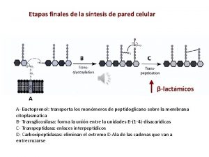 Etapas finales de la sntesis de pared celular