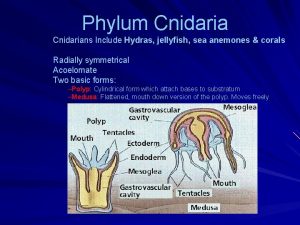 Phylum Cnidarians Include Hydras jellyfish sea anemones corals