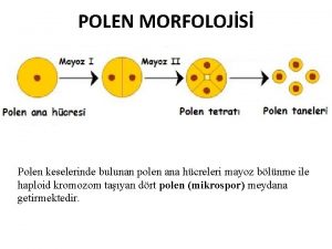 POLEN MORFOLOJS Polen keselerinde bulunan polen ana hcreleri