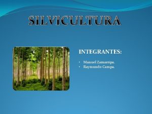 SILVICULTURA INTEGRANTES Manuel Zamarripa Raymundo Campa Qu es