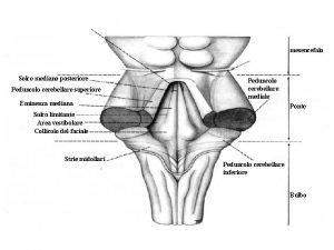 mesencefalo Solco mediano posteriore Peduncolo cerebellare superiore Peduncolo