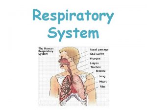 Respiratory System Respiratory Function What do cells need