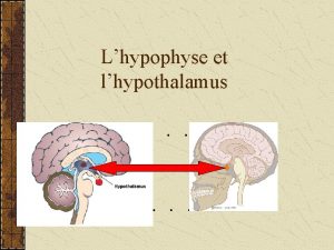 Lhypophyse et lhypothalamus Lhypothalamus La region de lencphale