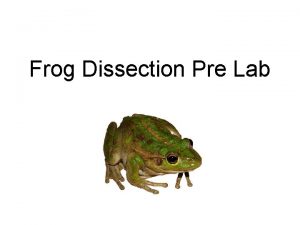 Frog Dissection Pre Lab External Ventral External Dorsal