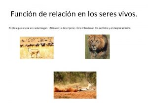 Funcin de relacin en los seres vivos Explica