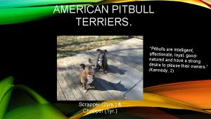 AMERICAN PITBULL TERRIERS Pitbulls are intelligent affectionate loyal