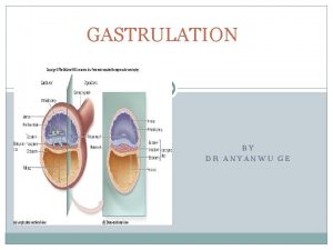 GASTRULATION BY DR ANYANWU GE REAVIEW OF FIRST