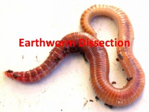 Earthworm Dissection Lumbricus terrestris Kingdom Animalia Phylum Annelida