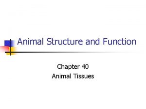 Animal Structure and Function Chapter 40 Animal Tissues