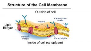The Cell Membrane Selectively permeable semipermeable allows only
