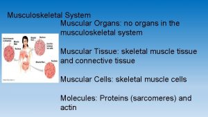 Musculoskeletal System Muscular Organs no organs in the