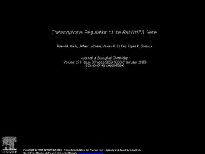 Transcriptional Regulation of the Rat NHE 3 Gene