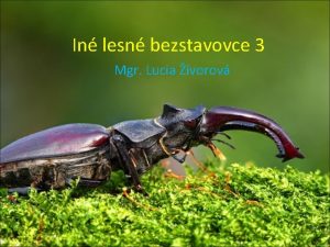 In lesn bezstavovce 3 Mgr Lucia ivorov Opakovanie