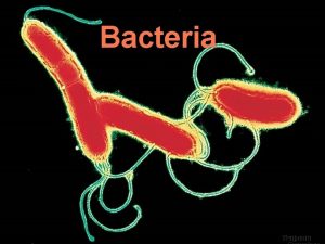 Bacteria Bacteria 2 of the 6 kingdoms are