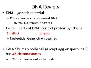 DNA Review DNA genetic material Chromosomes condensed DNA
