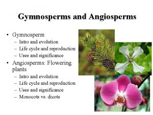 Gymnosperms and Angiosperms Gymnosperm Intro and evolution Life