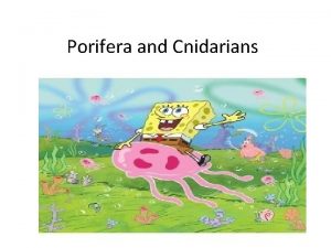 Porifera and Cnidarians Key Questions 1 Describe the