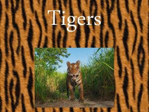 Tigers Tigers are about 1 metre high and