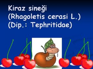 Kiraz sinei Rhagoletis cerasi L Dip Tephritidae TANIMI