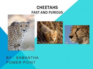 CHEETAHS FAST AND FURIOUS BY SAMANTHA POWER POINT