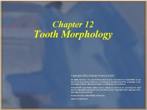 Chapter 12 Tooth Morphology Copyright 2003 Elsevier Science