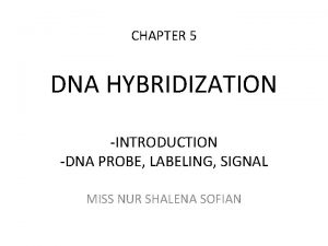 CHAPTER 5 DNA HYBRIDIZATION INTRODUCTION DNA PROBE LABELING