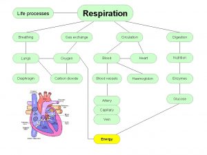 Respiration Life processes Breathing Gas exchange Digestion Circulation
