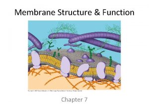 Membrane Structure Function Chapter 7 Membrane Structure fluid