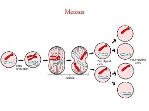 Meiosis Meiosis The purpose of meiosis is to