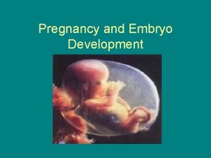 Pregnancy and Embryo Development Pregnancy is the time