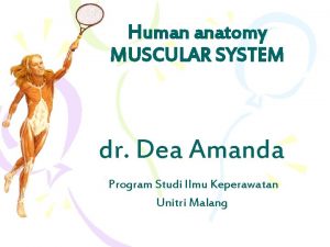 Human anatomy MUSCULAR SYSTEM dr Dea Amanda Program