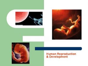 Human Reproduction Development What is Reproduction and Development