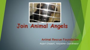 Join Animal Angels Animal Rescue Foundation Kajari Ghazari